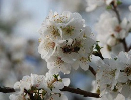 Cemre düştü, ama doğu donuyor!