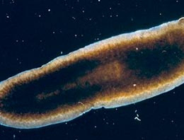 Ölümsüz canlıyı buldular!