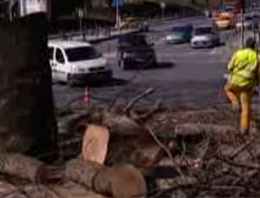 Tarihi çınarlar tarih oldu