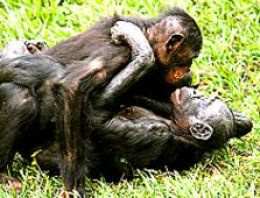 Lezbiyen seks ile 'sosyeteye gösteriş'