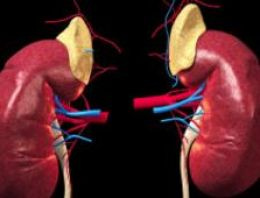 Böbrek reddi vakalarında kök hücre umudu